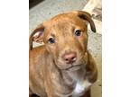 Adopt Elroy a Border Collie / Mixed Breed (Medium) / Mixed dog in Warren