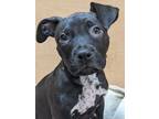 Adopt Delilah a American Pit Bull Terrier / Pointer / Mixed dog in Warren