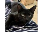 Adopt Rove a All Black Domestic Shorthair / Mixed cat in Candler, NC (39042527)