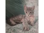 Adopt Kitten Baby (KB) a Gray, Blue or Silver Tabby Domestic Shorthair / Mixed