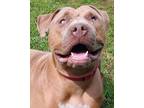 Adopt Ellie a Tan/Yellow/Fawn Mixed Breed (Large) / Mixed dog in Blackwood