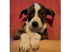 Adopt Woodstock a Catahoula Leopard Dog / Terrier (Unknown Type