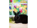 Adopt Houdini (bonded To Milo) a Californian / Mixed rabbit in Penticton
