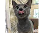 Adopt Cabernet a Gray or Blue Domestic Shorthair / Mixed cat in Incline Village
