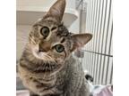 Adopt Lilo a Brown or Chocolate Domestic Shorthair / Mixed cat in Incline