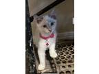 Adopt Casper a Domestic Shorthair cat in Tracy, CA (39036667)