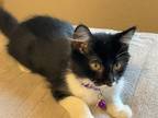 Adopt Leo a Domestic Mediumhair cat in Tracy, CA (39036666)