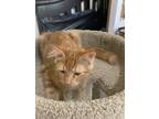 Adopt Cheshire Cat a Domestic Shorthair cat in Tracy, CA (38975936)