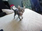 Adopt Alexander Hamilton a Gray or Blue (Mostly) Domestic Shorthair cat in