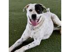 Adopt Bindi a White - with Tan, Yellow or Fawn Mixed Breed (Large) / Mixed dog
