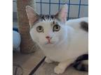 Adopt Ranch (Chow Hound Holland) a White Domestic Shorthair / Mixed cat in West