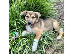 Adopt Jessa a Shepherd (Unknown Type) / Mountain Cur / Mixed dog in Potomac