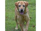 Adopt Leah a Tan/Yellow/Fawn Labrador Retriever / Mixed Breed (Medium) / Mixed