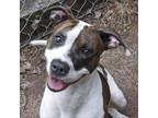 Adopt Cora a White - with Tan, Yellow or Fawn American Pit Bull Terrier / Mixed