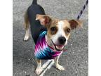 Adopt Daisy a Terrier (Unknown Type, Medium) / Mixed dog in Potomac