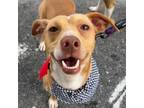 Adopt Roscoe a Terrier (Unknown Type, Medium) / Mixed dog in Potomac