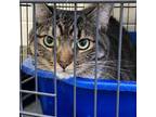 Adopt Charlie a Domestic Shorthair / Mixed cat in Rocky Mount, VA (39025377)