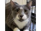 Adopt Leo a Domestic Shorthair / Mixed cat in Rocky Mount, VA (39025378)