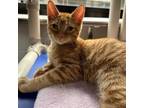 Adopt Gorgonzola a Domestic Shorthair / Mixed cat in Rocky Mount, VA (39004524)
