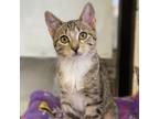 Adopt Ellis a Domestic Shorthair / Mixed cat in Rocky Mount, VA (39025384)