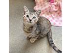 Adopt Samoa a Domestic Shorthair / Mixed cat in Rocky Mount, VA (39012981)
