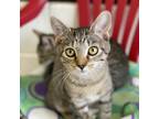 Adopt Pants a Domestic Shorthair / Mixed cat in Rocky Mount, VA (39025382)