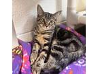 Adopt Cornelia a Domestic Longhair / Mixed cat in Rocky Mount, VA (39012978)
