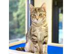Adopt Kimi a Domestic Shorthair / Mixed cat in Rocky Mount, VA (38975141)