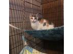 Adopt Sahara a Domestic Shorthair / Mixed cat in Hamilton, GA (38919752)