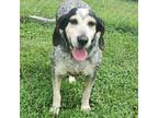 Adopt Louella a Bluetick Coonhound / Mixed dog in Rocky Mount, VA (39025376)