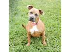 Adopt Bella 12878 a Brown/Chocolate Pit Bull Terrier / Boxer / Mixed dog in