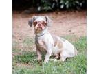 Adopt Peter 12871 a White - with Tan, Yellow or Fawn Shih Tzu / Mixed dog in