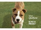 Adopt Cactus a Pit Bull Terrier, Mixed Breed