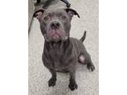 Adopt Doc Holiday a Pit Bull Terrier, Mixed Breed