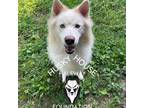 Adopt Niko a White - with Tan, Yellow or Fawn Husky / Mixed dog in Eufaula