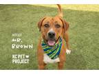 Adopt Mr. Brown a Mixed Breed