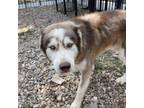 Adopt aphelion a Husky / Mixed dog in Eufaula, OK (39012941)