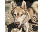 Adopt Bear a Husky / Mixed dog in Eufaula, OK (39012940)