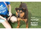 Adopt Oliver a Mixed Breed