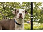 Adopt Rocky Road a Pit Bull Terrier, Mixed Breed