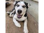 Adopt Azul a Black Husky / Mixed dog in Eufaula, OK (38959569)