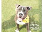 Adopt Nifty a Pit Bull Terrier, Mixed Breed