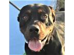 Adopt Rhode a Black Mixed Breed (Medium) / Mixed dog in Las Cruces