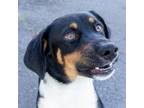 Adopt Maddox a Brown/Chocolate Mixed Breed (Medium) / Mixed dog in Las Cruces
