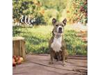 Adopt Ellie a Brindle Mixed Breed (Large) / Mixed dog in Philadelphia