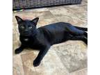 Adopt Knight a Domestic Shorthair / Mixed cat in Pleasant Hill, CA (39003805)