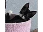 Adopt Twix a Domestic Shorthair / Mixed cat in Pleasant Hill, CA (39003800)