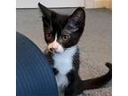 Adopt Oreo a Domestic Shorthair / Mixed cat in Pleasant Hill, CA (39003799)