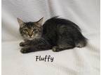 Adopt Fluffy a Domestic Shorthair / Mixed (short coat) cat in Cedar Rapids