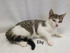 Adopt Eby a Domestic Shorthair / Mixed (short coat) cat in Cedar Rapids